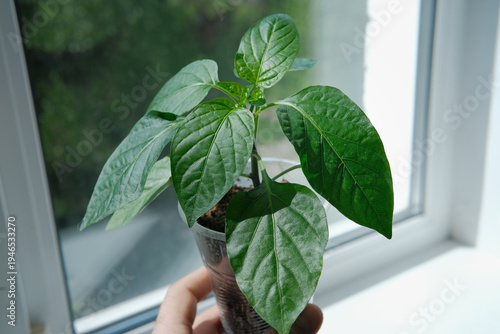 Photography Hand holding a vigorous bell pepper sprout in a transparent pot, spring planting