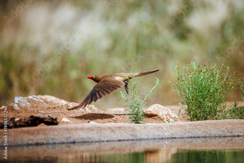 Red billed Oxpecker flying over waterhole in Greater Kruger National park, South Africa ; Specie Buphagus erythrorhynchus family of Buphagidae