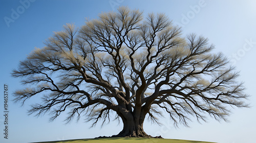 Big Defoliated Tree