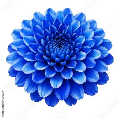 A vivid blue flower with layered petals resembling a chrysanthemum in full bloom