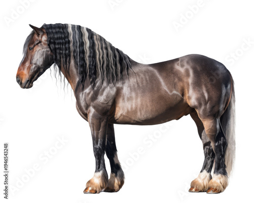 standing belgian draft horse, isolated on white background.