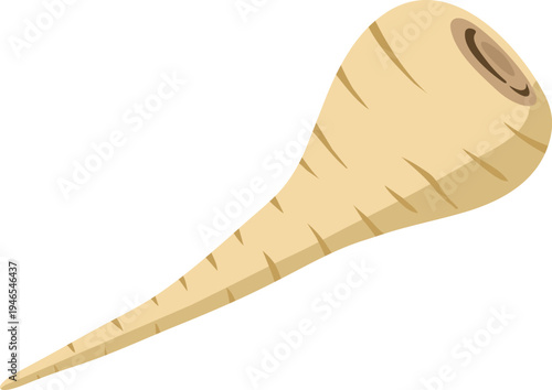 Parsnip Root Vegetable Illustration