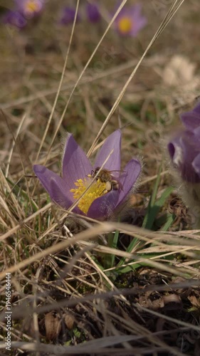 Wild pasque flower with honey bee outdoors in springtime on sunny day
