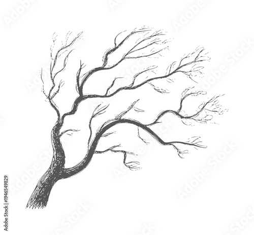 Black and white of a bare tree with spreading branches
