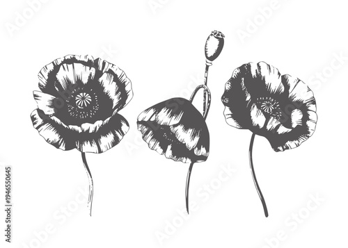Three dark gray poppy flowers and seed pod white botanical