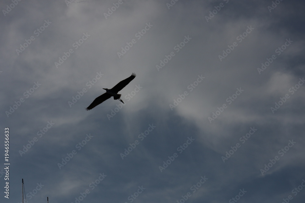 Fototapeta premium birds in flight