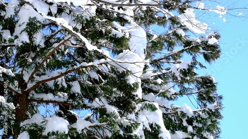 Wallpaper Mural 冬の雪景色合掌造り集落の五箇山 Torontodigital.ca