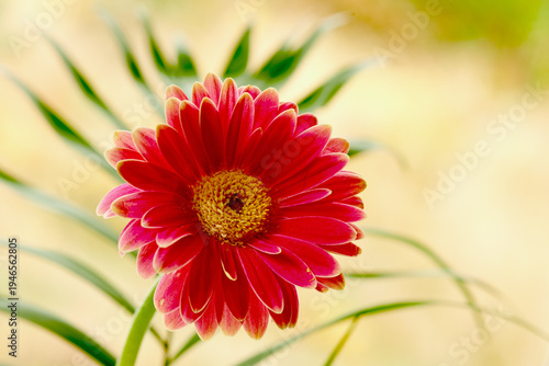 Spring, leaves or red flower outdoor with growth for sustainable environment, floral blossom and botany. Closeup, Gerbera daisy and plant in nature with beauty, vibrant color and bloom for ecology.
