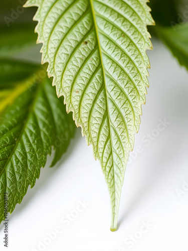 Isolated White Ganja Leaf on Soft Background - Nature's Herb in Clammy Detail
