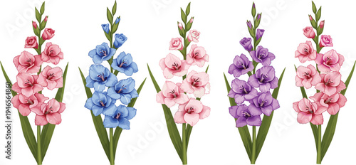 Gladiolus Flower Set in Different Colors with Realistic Botanical Illustration for Floral Decoration, Wedding Design, Garden and Nature Graphics