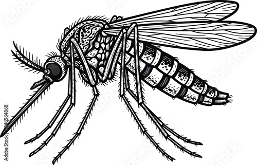 Detailed mosquito insect illustration, realistic vector mosquito with wings and long legs, black white engraving style isolated on background