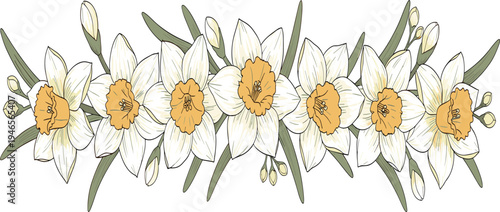 Hand Drawn Daffodil Floral Border Vector with Spring Narcissus Flowers and Botanical Leaves for Wedding Invitations Greeting Cards and Decorative Design