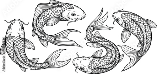 Hand Drawn Koi Fish Circle Composition Vector Illustration with Detailed Scales and Flowing Fins Black and White Line Art Design