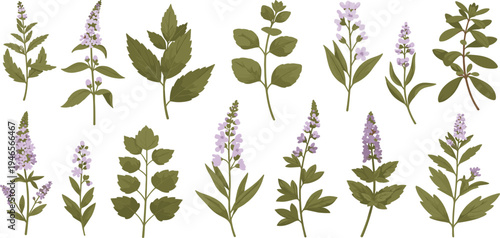 Herbal Mint Plant Botanical Vector Collection with Green Leaves and Purple Flowers for Natural Medicine, Organic Gardening, and Aromatic Herb Illustrations