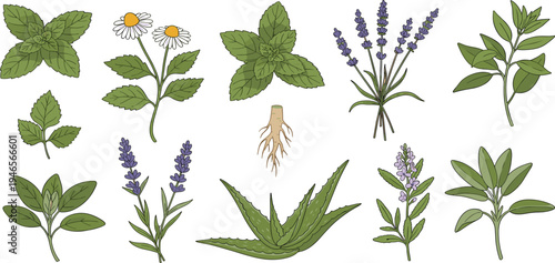 Herbal Plant Botanical Illustration Set with Mint, Chamomile, Lavender, Aloe Vera, and Medicinal Herbs for Natural Medicine, Organic Products, and Wellness Design