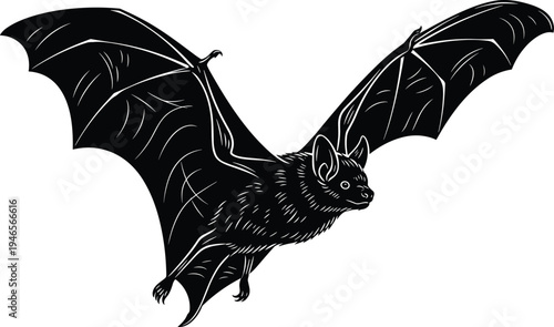 Flying bat silhouette with spread wings, detailed nocturnal animal illustration, Halloween symbol, wildlife mammal graphic isolated on white background