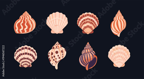 Eight different seashells in various shapes and earthy colors like orange and beige are arranged on a dark navy blue background.