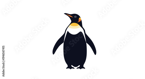 Majestic king penguin is illustrated with its characteristic orange markings and sleek black feathers on a white background.