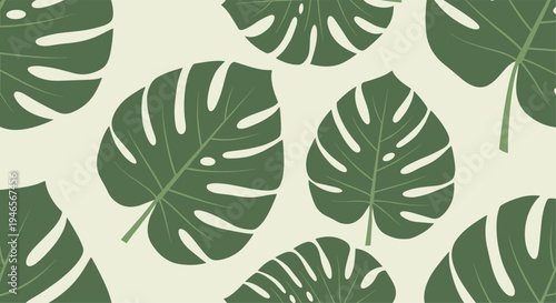 Overlapping pattern of large green monstera leaves creates a lush tropical foliage background for nature and interior design themes.