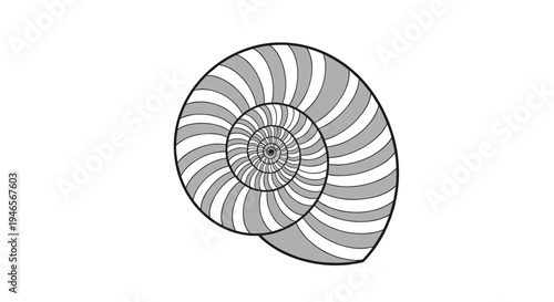 Detailed black and white illustration of an ammonite fossil shell showing the intricate spiral growth patterns of an ancient sea creature.