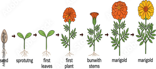 Marigold Plant Growth Stages Illustration from Seed Germination to Blooming Flower with Leaves and Roots for Botany Education, Gardening Guide, and Life Cycle Diagram