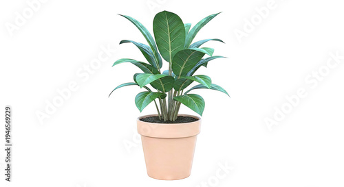 Ficus Audrey Potted Plant