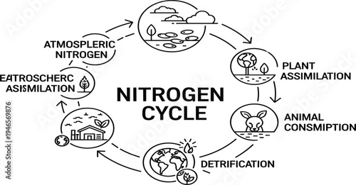 Nitrogen Cycle Diagram with Atmospheric Nitrogen Plant Assimilation Animal Consumption and Nitrification Process Educational Science Infographic Vector Illustration