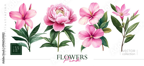 Isolated illustrations of beautiful pink flowers are perfect for creating stunning floral designs. Hand drawing illustrations in the style of vintage painting and botanical illustration