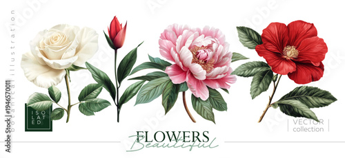 Discover Beautiful Vintage Floral Illustrations with stunning Roses, Peonies, and Hibiscus. Illustrations in the style of vintage painting and botanical illustration, Vectorized gouache illustrations.