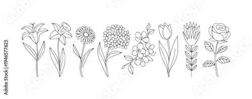 Minimalist line collection of eight distinct floral lily daffodil daisy hydrangea