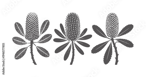Three dark grey banksia flowers with serrated leaves white botanical flora plant