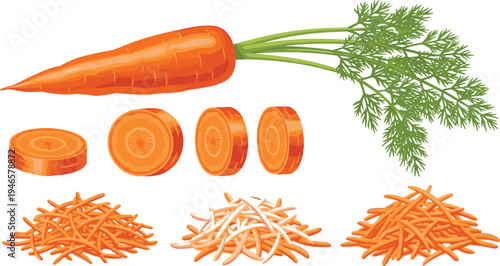 Fresh carrot vegetable set with whole carrot slices and grated carrot healthy food vector illustration