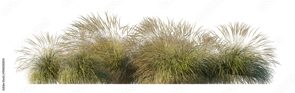 Fototapeta premium Festuca mairei clump grass (atlas fescue, moroccan fescue) isolated PNG on a transparent background premium nature cutout