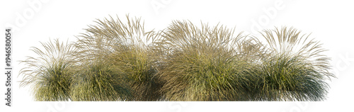 Festuca mairei clump grass (atlas fescue, moroccan fescue) isolated PNG on a transparent background premium nature cutout