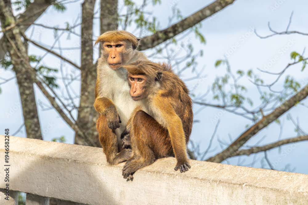 Obraz premium Two monkeys, an adult and a young one, perch together on a concrete wall outdoors. Ambuluwawa Tower, multi-religious temple complex located in Gampola, in Sri Lanka.