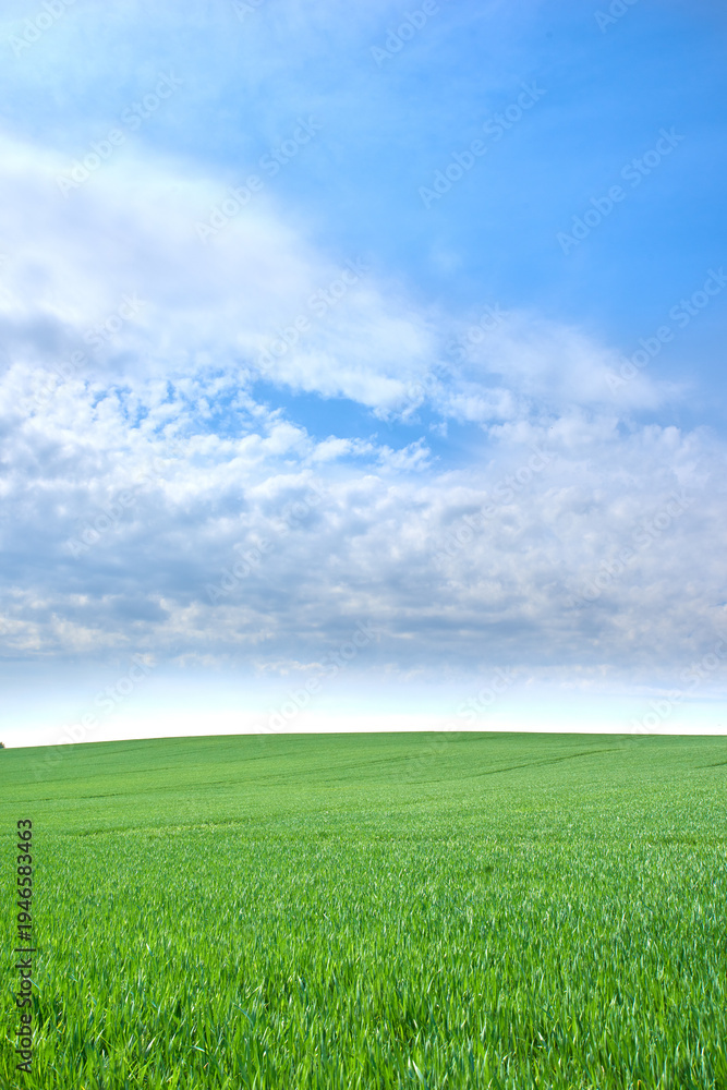 Obraz premium Field, grass and countryside with blue sky in nature for environment, landscape and botany. Sustainability, spring season and meadow with plants outdoor for ecology, destination and growth space