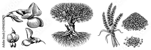 Hand drawn botanical elements including blossoms, roots, wheat, and seeds rendered in fine, nature study, scientific illustration, plant anatomy, herbal art.