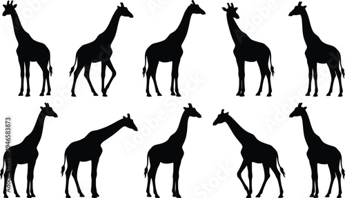Vector giraffe silhouette set with various poses including walking, standing, and grazing for African safari wildlife design, zoo branding, and nature education illustration projects.