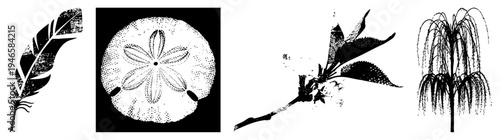 Feather with barbs, sand dollar, leafy branch with blossom, weeping willow silhouette all rendered as halftone vector graphics with isolated, cutout, rgba transparency.