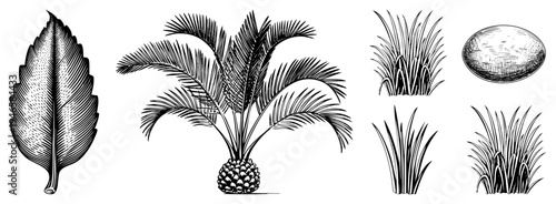 Detailed halftone botanical drawings including a leaf, cycad palm, grasses, and an egg. Vector nature clipart, plant science visuals, engraved style illustrations.