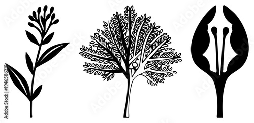 Stylized plant with detailed foliage and abstract blooms, botanical vector art, nature inspired design, black silhouette illustration, minimalist plant graphics.