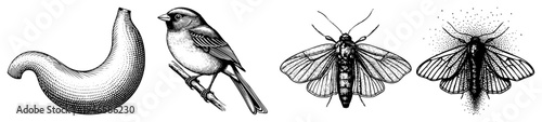 Detailed black and white vector drawings of a curved worm, perched sparrow, and two moth species rendered in halftone, classic engraving style, isolated foreground elements.