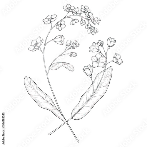 Collection of flowers and grasses drawn with black and white lines with copy space. Vector illustration for decorating books, scrapbooking, social media and invitations decor