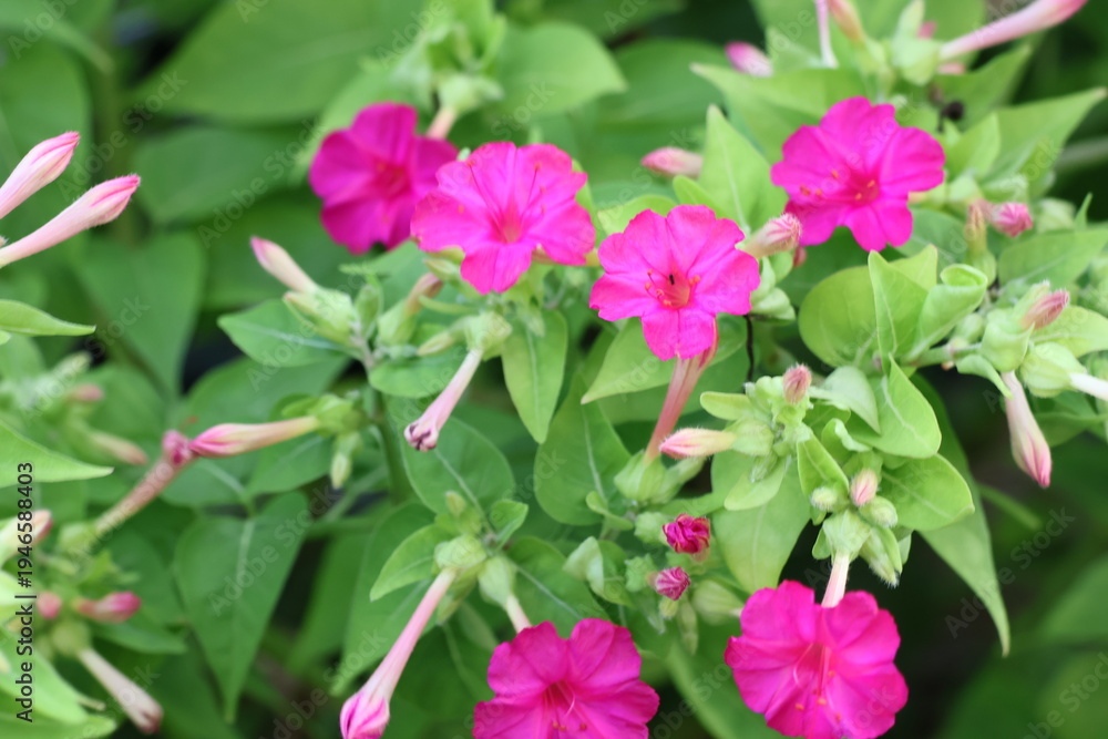 Fototapeta premium pink flowers