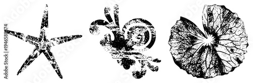 Grunge halftone illustrations of marine life and flora, stylized sea star, octopus, and lotus leaf, vector art with texture, isolated elements, nature motifs.