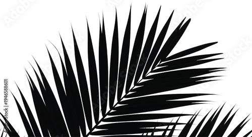 A close-up of a black palm leaf against a white background