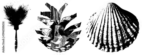 Stylized natural objects rendered in high contrast halftone pinecone, duster, scallop isolated vector art for design use. Alternate names feather duster, sea, conifer cone.