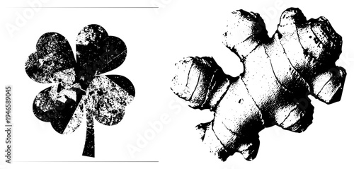 Vintage style halftone graphic of lucky clover and ginger root, botanical illustration, black and white print, natural texture, isolated design elements.