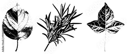 Classic black and white halftone botanicals, including maple leaf, rosemary sprig, and ivy leaf, rendered in stylized vector art for design use.