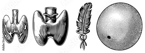Classic engraved medical diagrams of thyroid gland, caduceus symbol, quill feather, dotted sphere with dot. Vintage anatomical and emblematic illustrations in black and white.